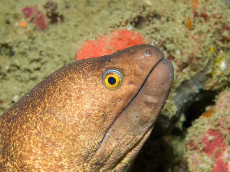 Moray eel, Ko Bida